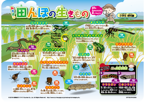 生きもの図鑑(1)みぢかな田んぼの生きもの